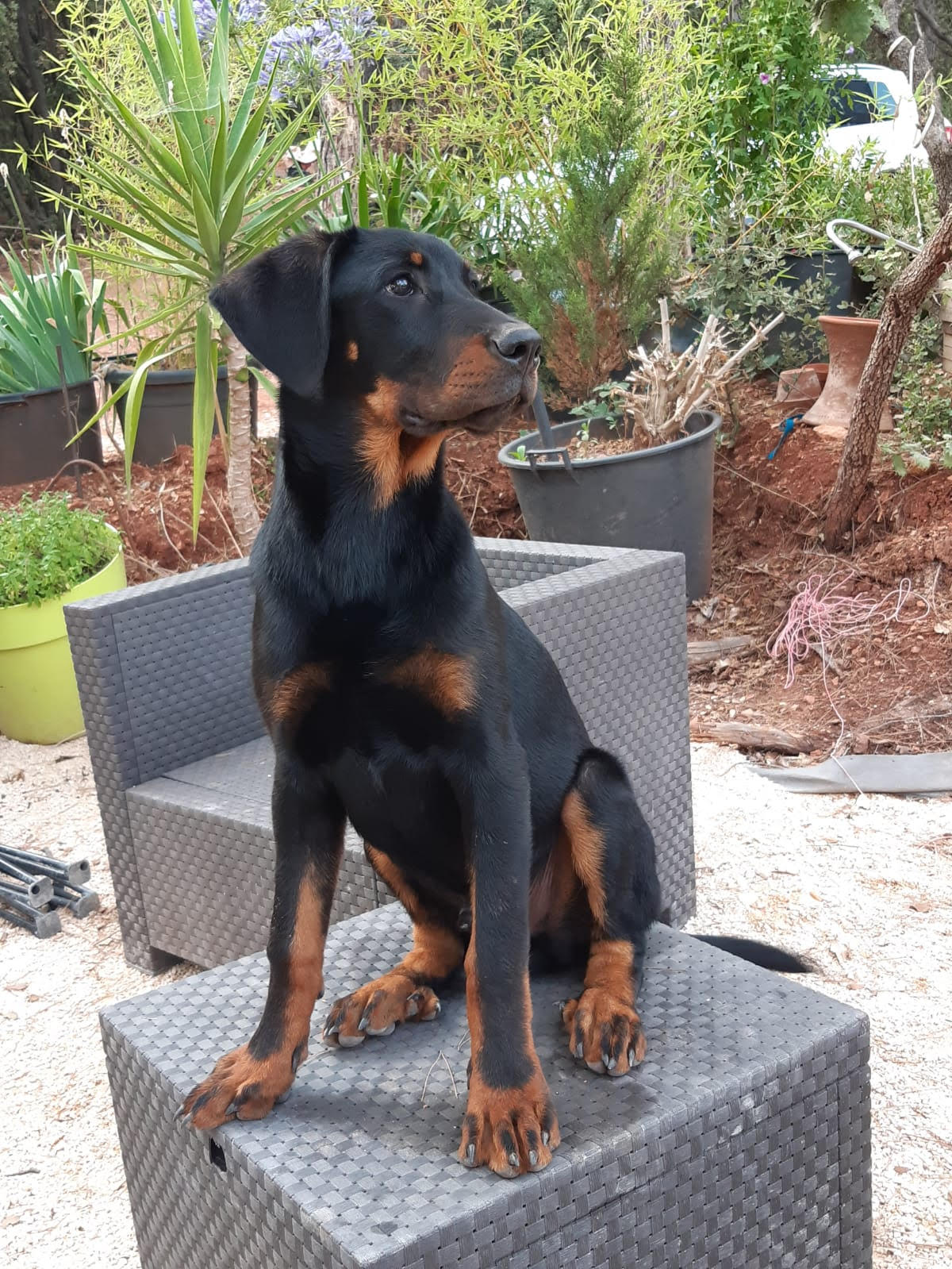  domainedelalicorne.fr photo chien beauceron photo chiot beauceron Elevage de beauceron chiot beauceron pure race élevage du clos de la licorne elevage des gardiens de la licorne elevage beauceron noir et feu authentique gros gabarits élevage de Beauceron familial sérieux et qualité domainedelalicorne.fr suivi des chiots conseil d’éducation chiot propre bas rouge santé caractère spécialiste du beauceron noir et feu ou arlequin chien rustique berger de France  nos chiots sont élevés avec amour et attention notre passion au service de la qualité Beauceron de qualité et sportif domaine de la licorne 04380 BARRAS élevage en liberté éleveur berger de beauce élevage de beauceron de travail 06 11 20 51 93 site domainedelalicorne.fr mail domainedelalicorne@gmail.com